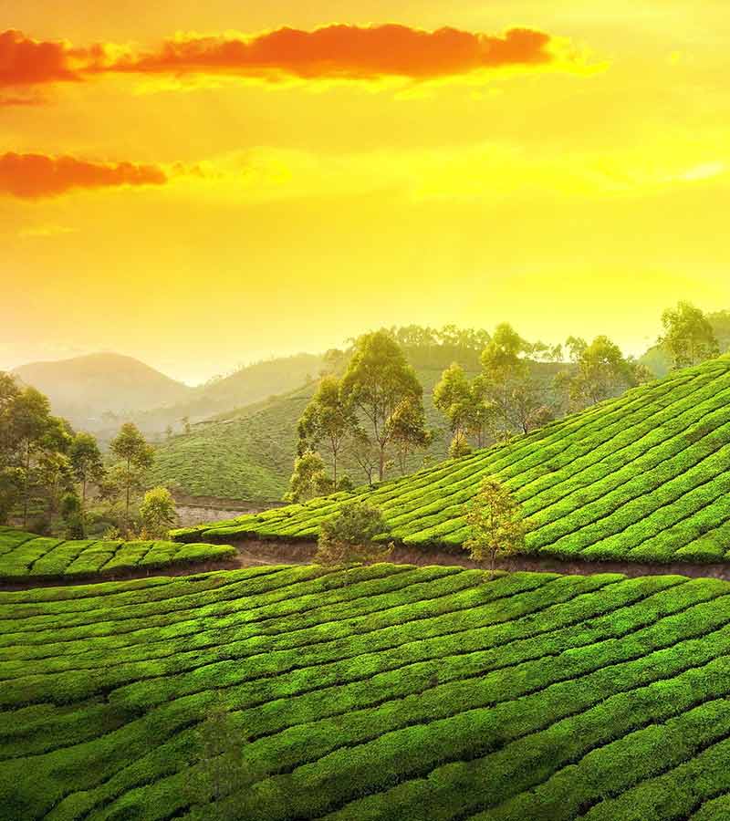 Ceylon tea - Ceylon's gift to the world