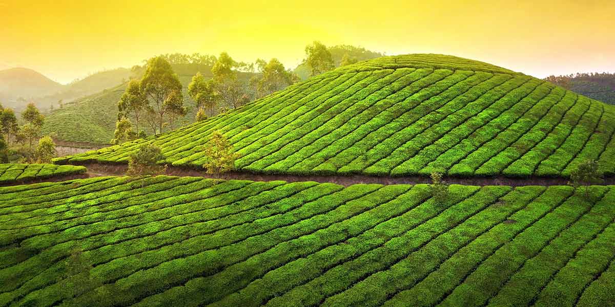 Ceylon tea - Ceylon's gift to the world