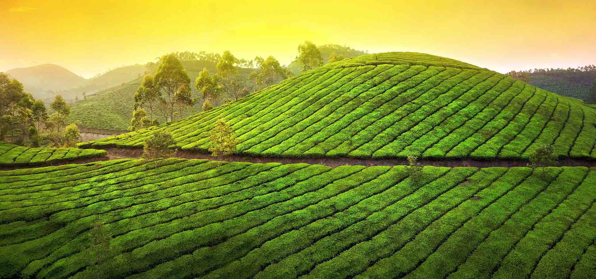 Ceylon tea - Ceylon's gift to the world